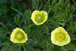 Alpine Pasqueflower (Pulsatilla alpina apiifolia)